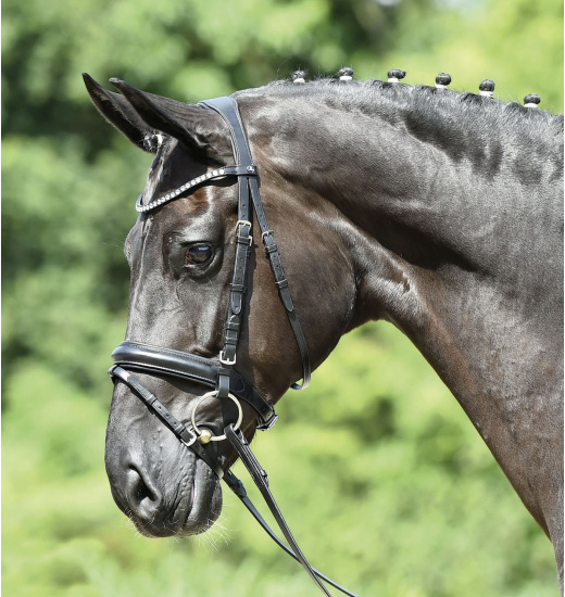 Busse BUSSE BRIDLE MATERA