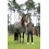 ESKADRON WATERPROOF LIGHT TURNOUT RUG FOR HORSE CLASSIC SPORTS